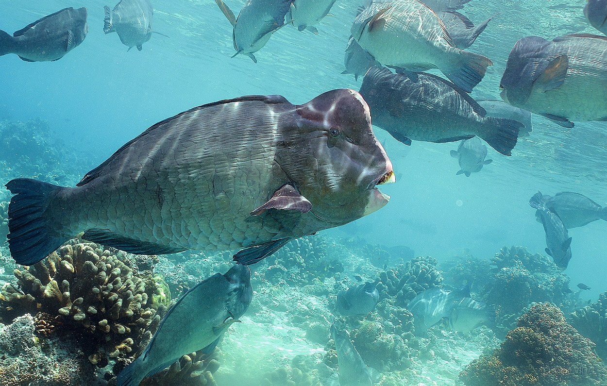 Sipadan_2015_Poisson perroquet a bosse_Bolbometopon muricatum_IMG_3035_rc.jpg